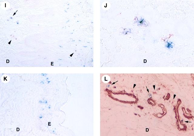 https://cdn.ncbi.nlm.nih.gov/pmc/blobs/f7f2/2193271/cf6c3d749aed/JEM000411.f6il.jpg