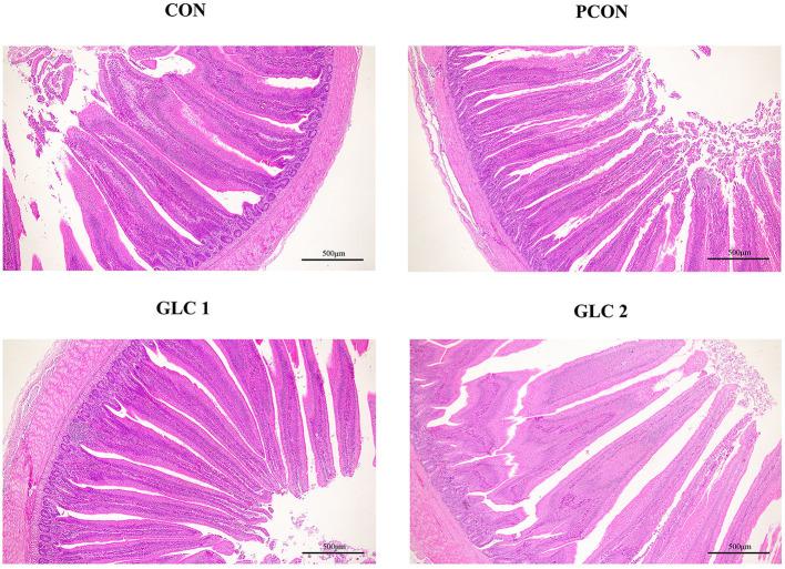 https://cdn.ncbi.nlm.nih.gov/pmc/blobs/f7f4/10150954/e12af95d1d75/fvets-10-1143649-g0001.jpg