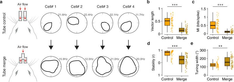 https://cdn.ncbi.nlm.nih.gov/pmc/blobs/f7f4/11997211/488e1f859681/41467_2025_58847_Fig2_HTML.jpg