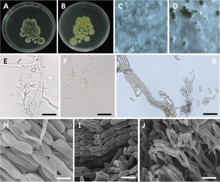 https://cdn.ncbi.nlm.nih.gov/pmc/blobs/f7f4/4731643/9045e6782085/mb-43-392-g001.jpg