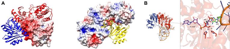 https://cdn.ncbi.nlm.nih.gov/pmc/blobs/f7f4/6009658/09ad39db10e7/gky323fig4.jpg