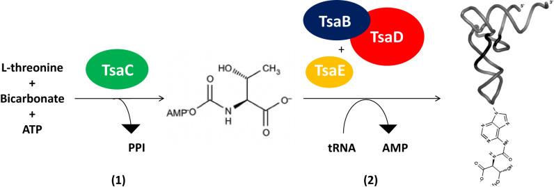 https://cdn.ncbi.nlm.nih.gov/pmc/blobs/f7f4/6009658/dbc71c9da3fa/gky323fig1.jpg