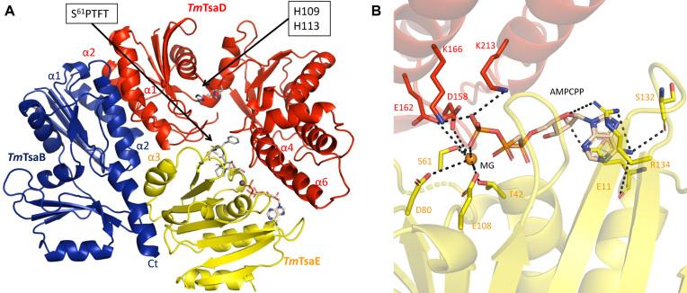 https://cdn.ncbi.nlm.nih.gov/pmc/blobs/f7f4/6009658/f302b2f1743e/gky323fig2.jpg