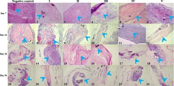 https://cdn.ncbi.nlm.nih.gov/pmc/blobs/f7f6/5425976/a9d590b763c4/12938_2017_344_Fig3_HTML.jpg
