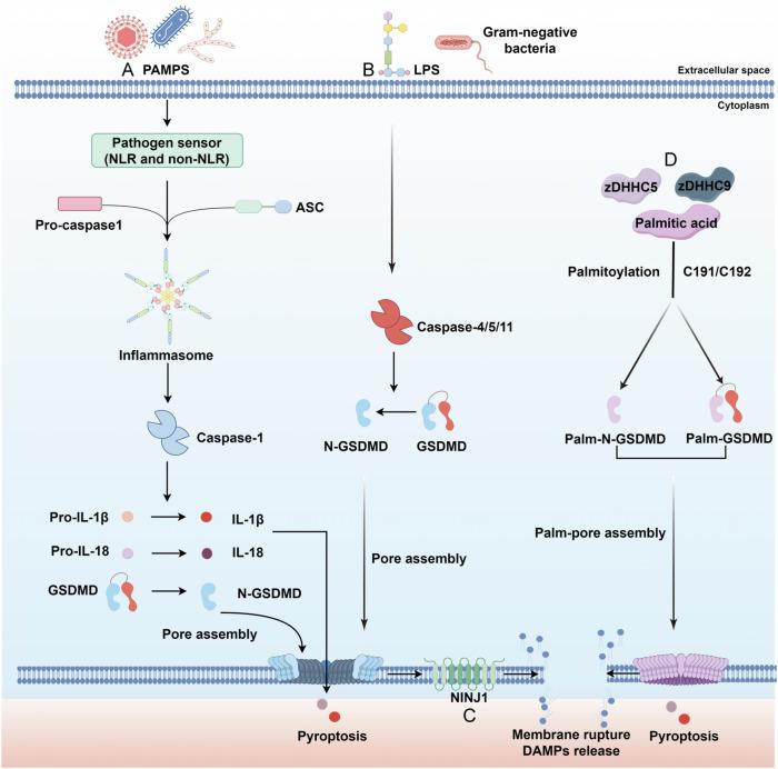 https://cdn.ncbi.nlm.nih.gov/pmc/blobs/f7fa/12217603/0163fae0918f/41420_2025_2579_Fig1_HTML.jpg