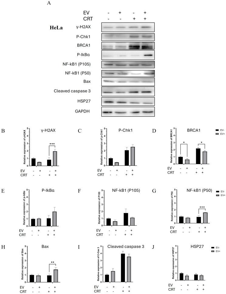 https://cdn.ncbi.nlm.nih.gov/pmc/blobs/f7fd/12299787/6403323bffd4/pharmaceuticals-18-01050-g005.jpg