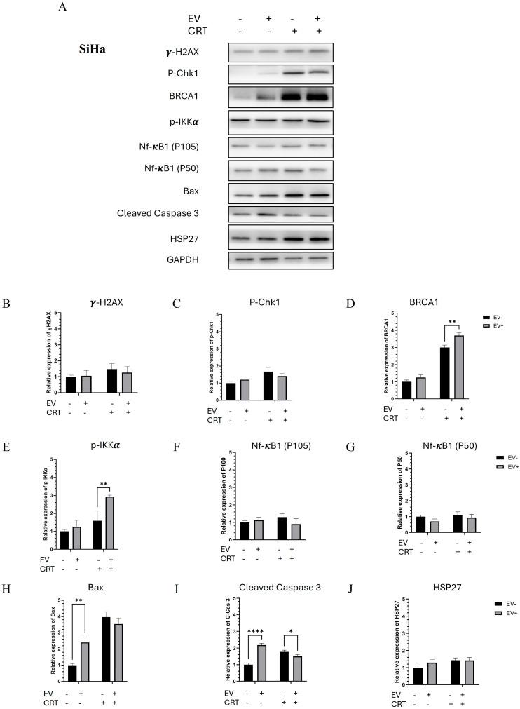 https://cdn.ncbi.nlm.nih.gov/pmc/blobs/f7fd/12299787/7fee13137e8d/pharmaceuticals-18-01050-g006.jpg