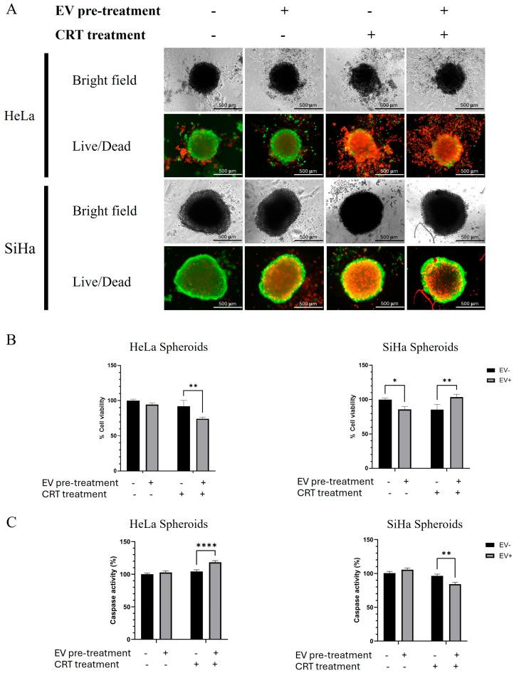 https://cdn.ncbi.nlm.nih.gov/pmc/blobs/f7fd/12299787/8f578b2cf663/pharmaceuticals-18-01050-g004.jpg
