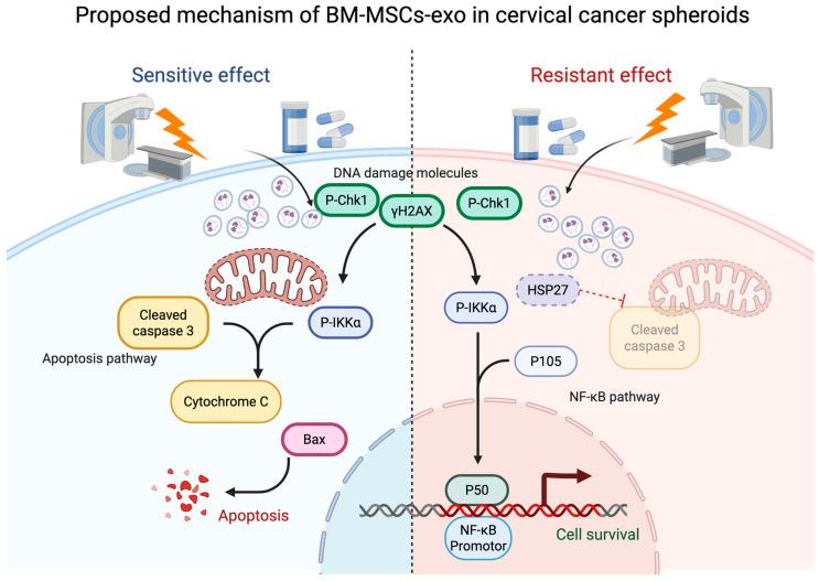 https://cdn.ncbi.nlm.nih.gov/pmc/blobs/f7fd/12299787/c1026b09486e/pharmaceuticals-18-01050-g007.jpg