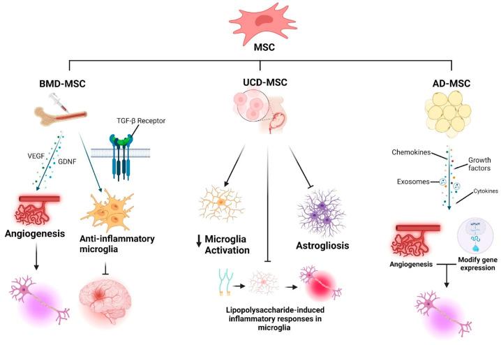 https://cdn.ncbi.nlm.nih.gov/pmc/blobs/f800/11763168/06d3bcaaf5b8/biomedicines-13-00035-g003.jpg