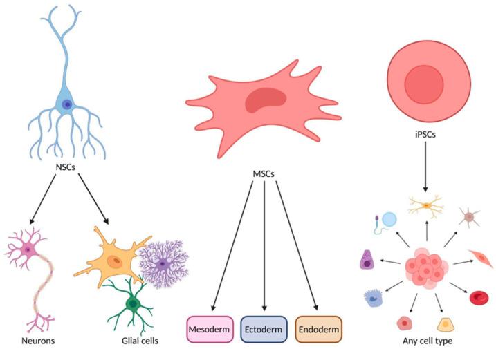https://cdn.ncbi.nlm.nih.gov/pmc/blobs/f800/11763168/74756b6f7588/biomedicines-13-00035-g001.jpg