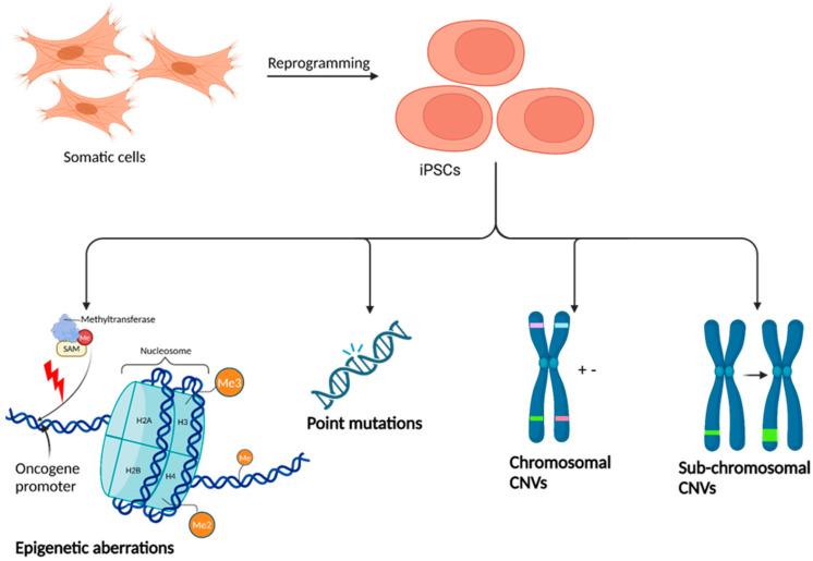https://cdn.ncbi.nlm.nih.gov/pmc/blobs/f800/11763168/948e4fe87fea/biomedicines-13-00035-g005.jpg