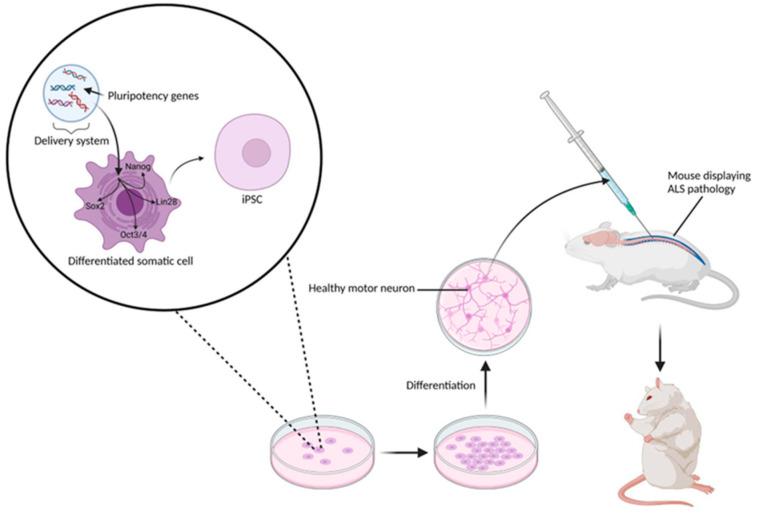 https://cdn.ncbi.nlm.nih.gov/pmc/blobs/f800/11763168/9d8ac744103f/biomedicines-13-00035-g004.jpg