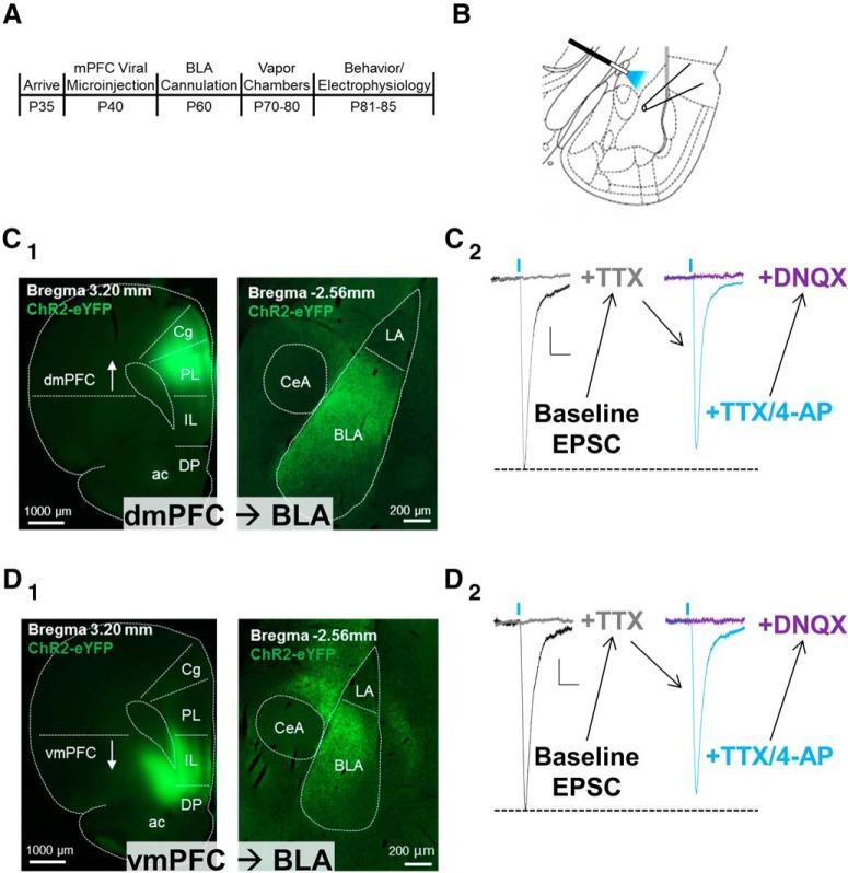 https://cdn.ncbi.nlm.nih.gov/pmc/blobs/f804/7070451/e417f6e3a217/enu9991930750001.jpg