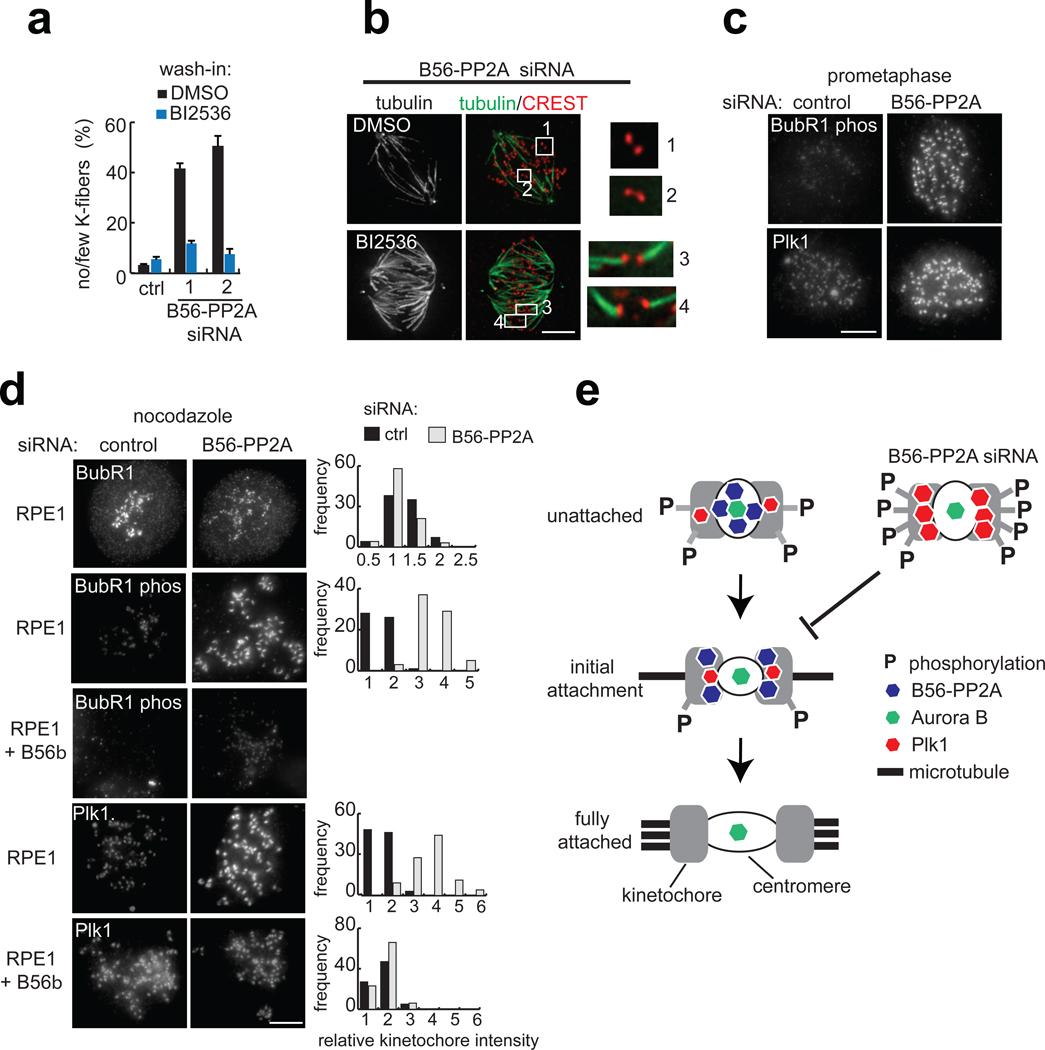 https://cdn.ncbi.nlm.nih.gov/pmc/blobs/f805/3186838/a8ba05407617/nihms314059f5.jpg