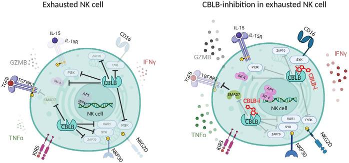 https://cdn.ncbi.nlm.nih.gov/pmc/blobs/f808/12128426/69cc22a63bf9/jitc-13-5-g001.jpg