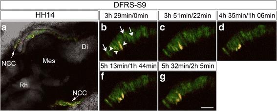 https://cdn.ncbi.nlm.nih.gov/pmc/blobs/f808/5824543/3ea90e187de4/12861_2017_159_Fig6_HTML.jpg