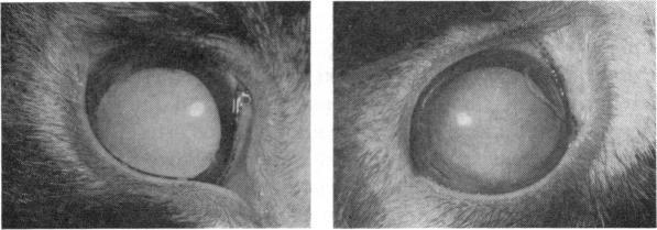 https://cdn.ncbi.nlm.nih.gov/pmc/blobs/f80d/1316510/649cae93bcaa/taos00039-0525-c.jpg
