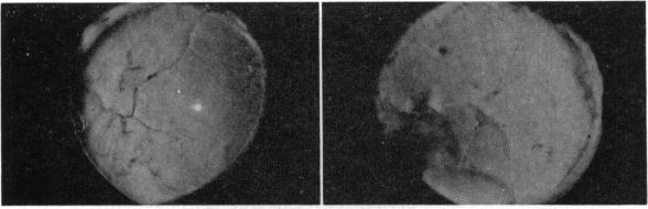 https://cdn.ncbi.nlm.nih.gov/pmc/blobs/f80d/1316510/a3ad9476c519/taos00039-0526-b.jpg