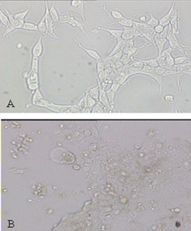 https://cdn.ncbi.nlm.nih.gov/pmc/blobs/f811/3614677/9adaf1ca967f/IJBS-4-14_F1.jpg