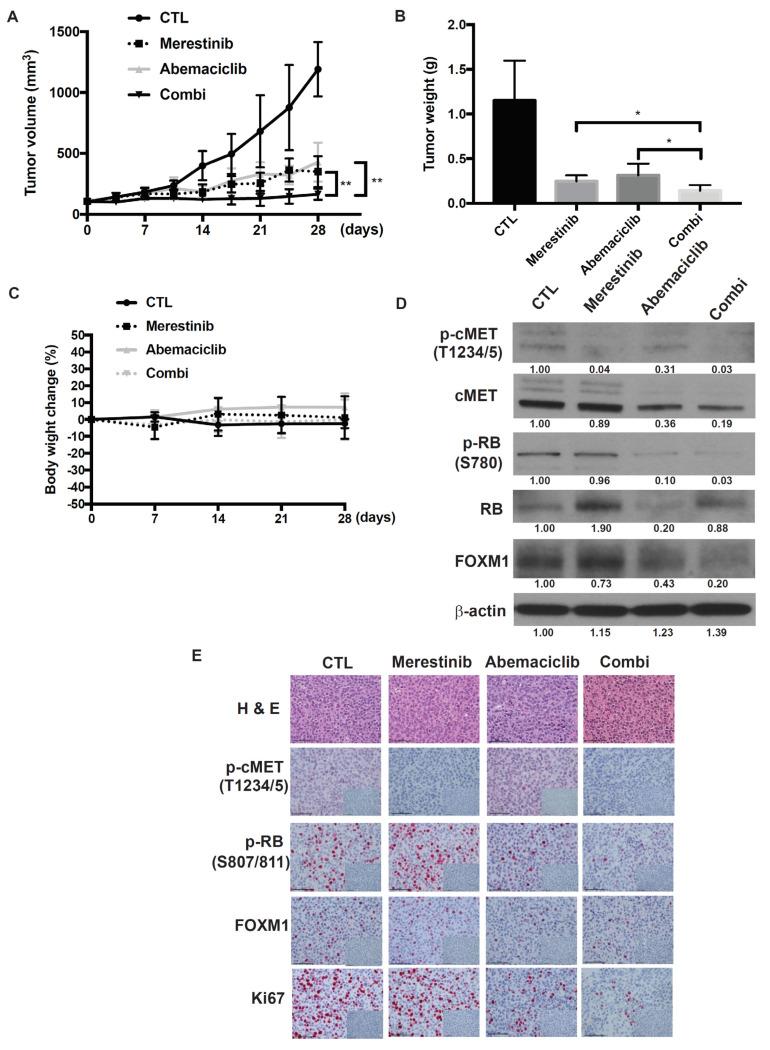 https://cdn.ncbi.nlm.nih.gov/pmc/blobs/f814/7961994/329f2a479f27/cancers-13-01104-g006.jpg