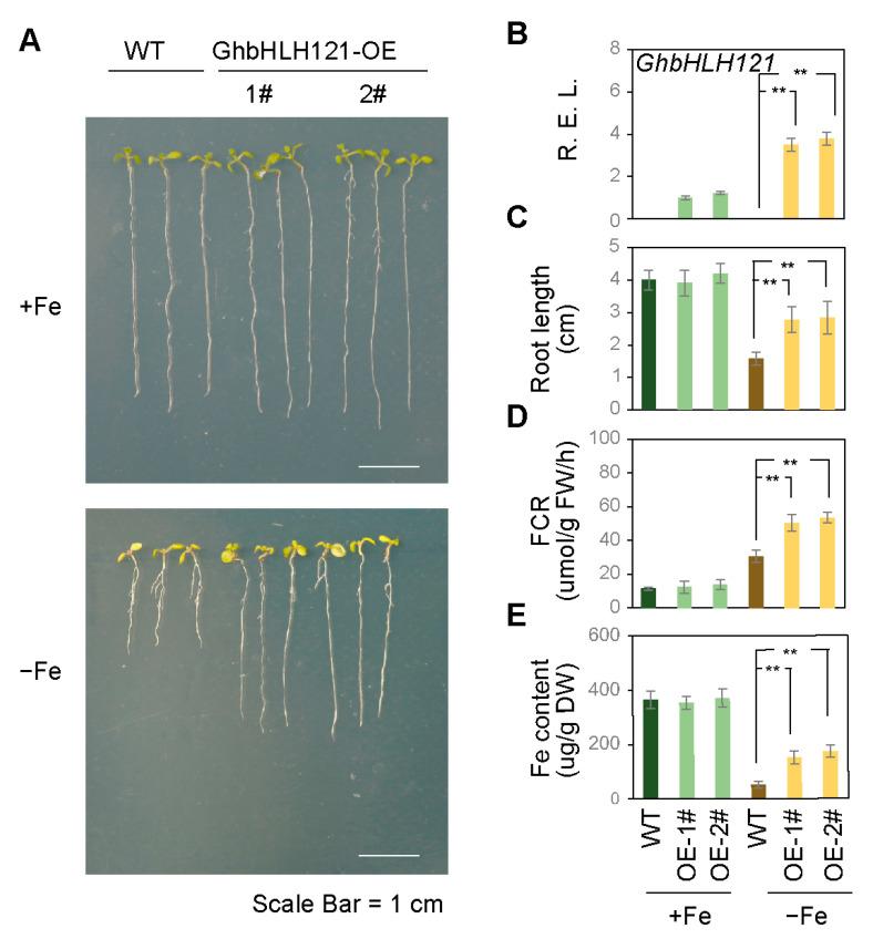 https://cdn.ncbi.nlm.nih.gov/pmc/blobs/f819/10224022/c07729358f8b/plants-12-01955-g005.jpg