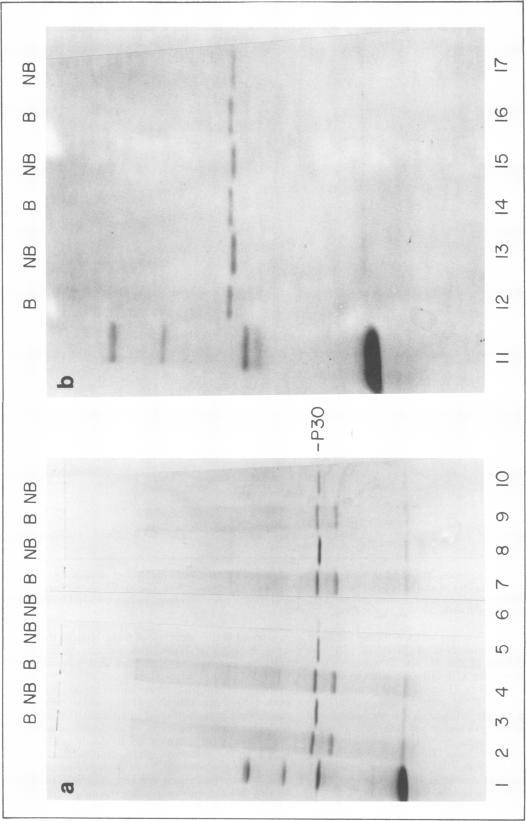 https://cdn.ncbi.nlm.nih.gov/pmc/blobs/f81d/353817/60b22441c92a/jvirol00205-0328-a.jpg