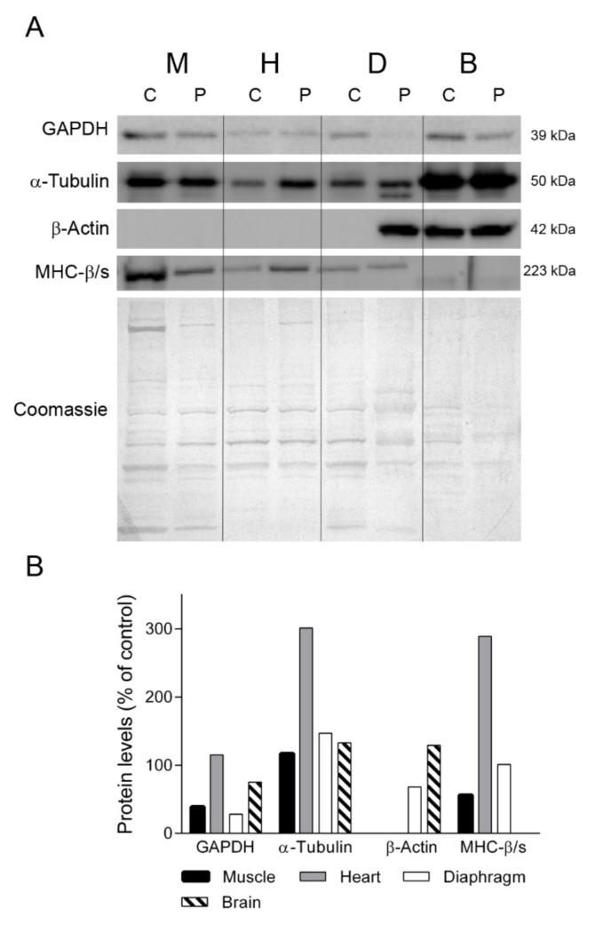 https://cdn.ncbi.nlm.nih.gov/pmc/blobs/f820/8199166/971017c7c376/ijms-22-05598-g003.jpg