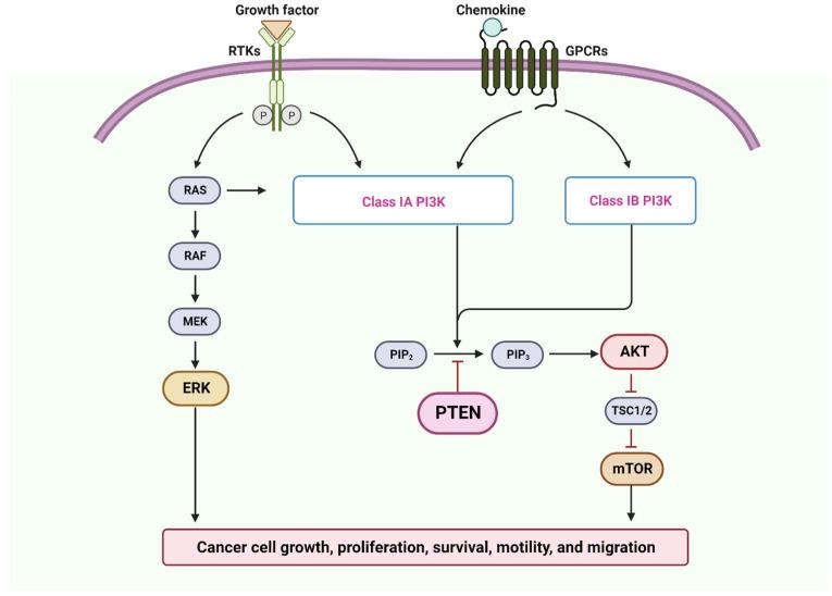 https://cdn.ncbi.nlm.nih.gov/pmc/blobs/f821/10705512/3a59ffadb0be/cancers-15-05600-g005.jpg