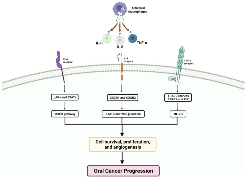 https://cdn.ncbi.nlm.nih.gov/pmc/blobs/f821/10705512/6ebdb65cb205/cancers-15-05600-g004.jpg