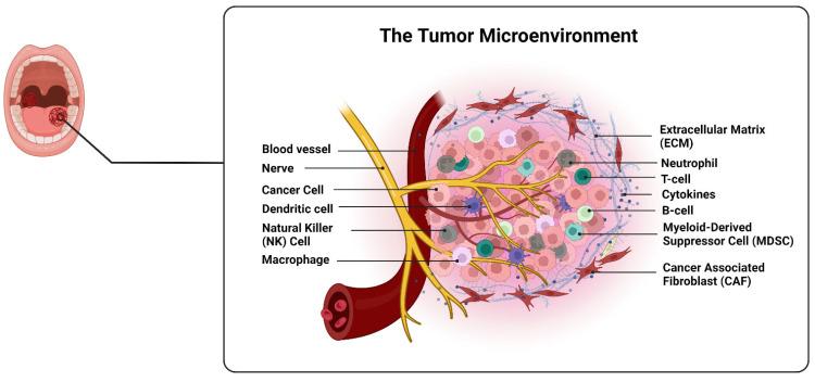 https://cdn.ncbi.nlm.nih.gov/pmc/blobs/f821/10705512/b18abfe49c63/cancers-15-05600-g001.jpg