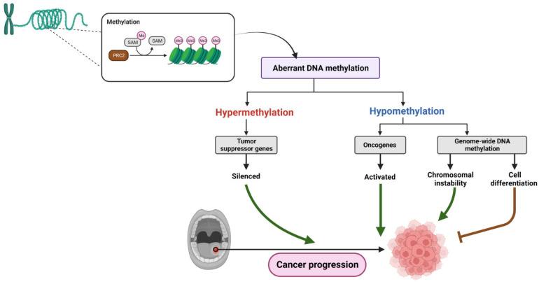https://cdn.ncbi.nlm.nih.gov/pmc/blobs/f821/10705512/d91de86e4163/cancers-15-05600-g003.jpg