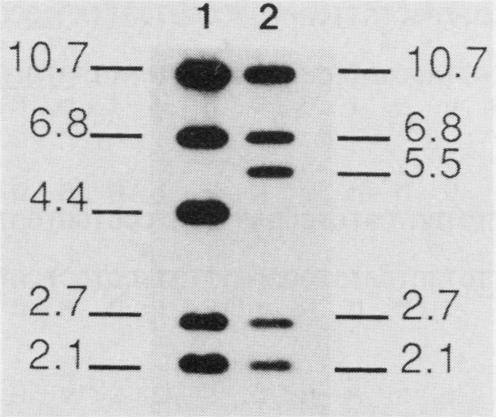 https://cdn.ncbi.nlm.nih.gov/pmc/blobs/f826/208608/1c997dfd9a86/jbacter01045-0223-a.jpg