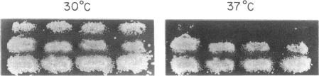 https://cdn.ncbi.nlm.nih.gov/pmc/blobs/f82f/275516/b8c41fda1bfb/mbc00060-0052-a.jpg