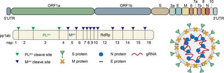https://cdn.ncbi.nlm.nih.gov/pmc/blobs/f835/9719906/923c9144b65e/41392_2022_1249_Fig1_HTML.jpg
