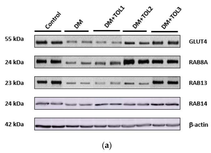 https://cdn.ncbi.nlm.nih.gov/pmc/blobs/f836/7729747/1efce500257d/ijms-21-08981-g007a.jpg