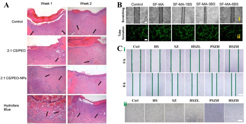 https://cdn.ncbi.nlm.nih.gov/pmc/blobs/f83a/10818118/a8aa1a859a31/gr13.jpg