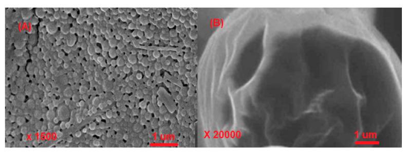 https://cdn.ncbi.nlm.nih.gov/pmc/blobs/f83c/9788371/a9470c744cd5/polymers-14-05445-g003.jpg