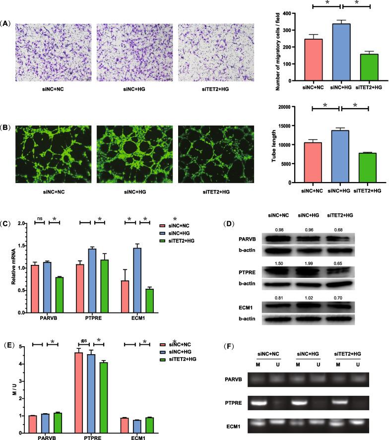 https://cdn.ncbi.nlm.nih.gov/pmc/blobs/f841/10765922/6c0e8bece1f5/13148_2023_1619_Fig4_HTML.jpg