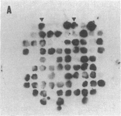 https://cdn.ncbi.nlm.nih.gov/pmc/blobs/f842/319823/03a08a4f3747/pnas00658-0563-a.jpg