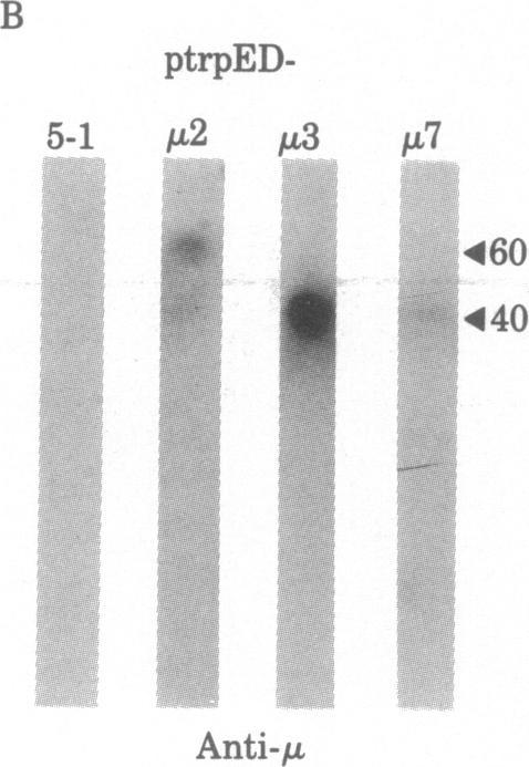 https://cdn.ncbi.nlm.nih.gov/pmc/blobs/f842/319823/96bc9df2dea9/pnas00658-0564-c.jpg