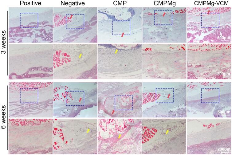 https://cdn.ncbi.nlm.nih.gov/pmc/blobs/f848/11196881/dd54131ffdc4/rbae049f11.jpg