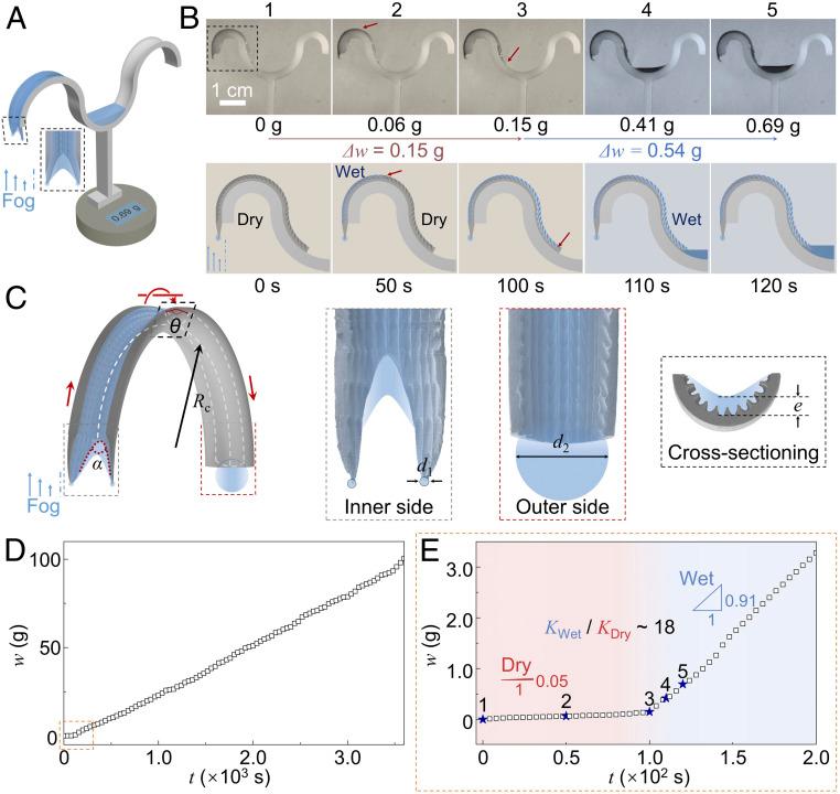 https://cdn.ncbi.nlm.nih.gov/pmc/blobs/f84b/7519342/2c29f9fd3007/pnas.2011935117fig03.jpg