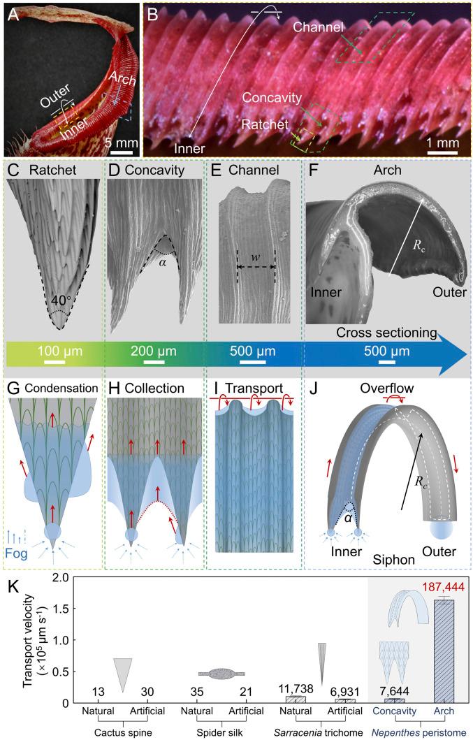 https://cdn.ncbi.nlm.nih.gov/pmc/blobs/f84b/7519342/a8cbd79abfd2/pnas.2011935117fig01.jpg