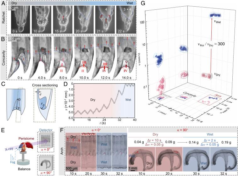 https://cdn.ncbi.nlm.nih.gov/pmc/blobs/f84b/7519342/bfefce225164/pnas.2011935117fig02.jpg