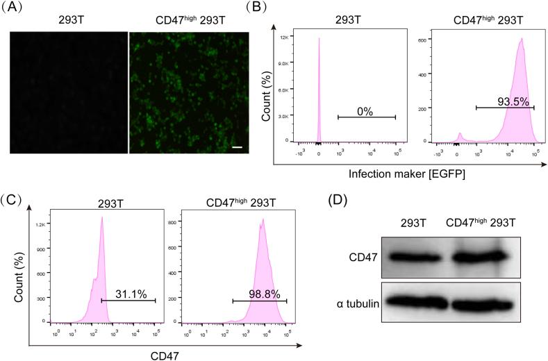 https://cdn.ncbi.nlm.nih.gov/pmc/blobs/f84d/11176643/e40b2b4ce897/figs3.jpg