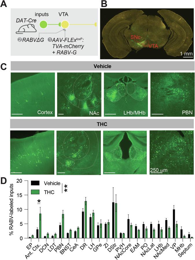 https://cdn.ncbi.nlm.nih.gov/pmc/blobs/f84f/11914220/6334970725fd/41386_2024_2033_Fig4_HTML.jpg