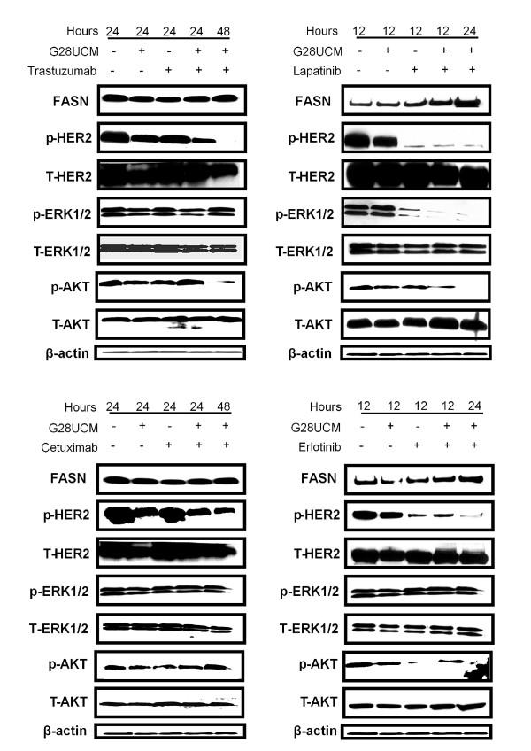 https://cdn.ncbi.nlm.nih.gov/pmc/blobs/f853/3326573/30517075cb4b/bcr3077-3.jpg