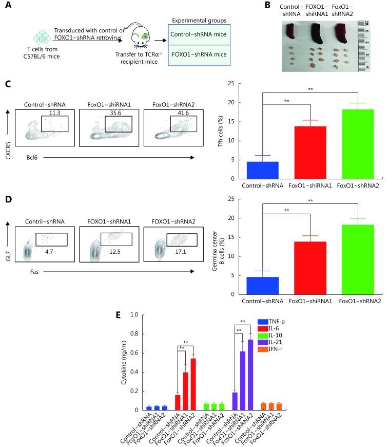 https://cdn.ncbi.nlm.nih.gov/pmc/blobs/f854/6936234/41c8aebfc0d1/cbm-16-4-743-4.jpg