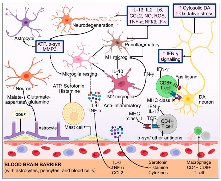 https://cdn.ncbi.nlm.nih.gov/pmc/blobs/f859/10813470/232040826bb3/biomolecules-14-00073-g014.jpg